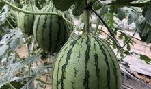 今日吃瓜热门大瓜必看大瓜网红,揭秘网红大瓜，吃瓜群众必看！